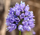 Gilia capitata | Queen Annes Blue Thimble Flower | 100_Seeds