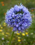 Gilia capitata | Queen Annes Blue Thimble Flower | 100_Seeds