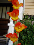 Gladiolus dalenii | African Parrot Gladiola | Candy Corn Glad | 5_Seeds