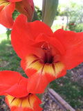 Gladiolus dalenii | African Parrot Gladiola | Candy Corn Glad | 5_Seeds