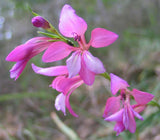 Gladiolus illyricus | Wild Gladiolus | 10_Seeds