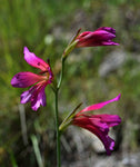 Gladiolus illyricus | Wild Gladiolus | 10_Seeds