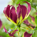 Gloriosa carsonii | Carsons Lily | 5_Seeds