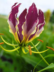 Gloriosa carsonii | Carsons Lily | 5_Seeds