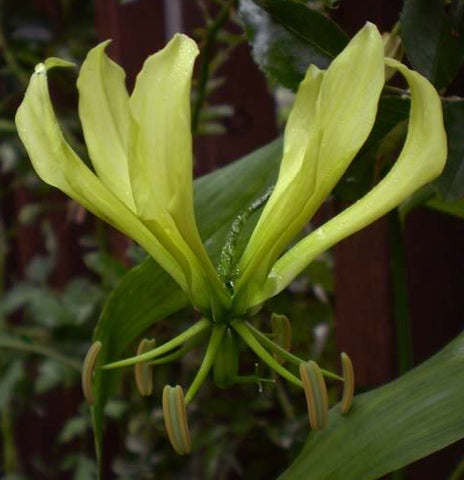 Gloriosa Lutea | Yellow Glory Lily | 20_Seeds