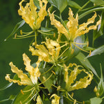 Gloriosa Lutea | Yellow Glory Lily | 20_Seeds