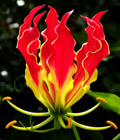 Gloriosa superba | Flame Lily | 10_Seeds