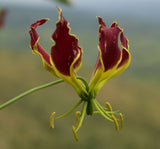 Gloriosa superba | Flame Lily | 10_Seeds