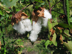 Gossypium arboreum | Tree Cotton | 20_Seeds