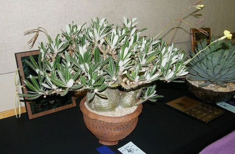 Pachypodium rosulatum Gracilius | 10_Seeds