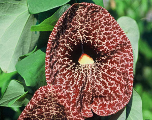 Aristolochia grandiflora, Pelican Flower