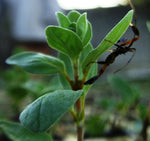 Origanum vulgare Hirtum | Greek Oregano | 200_Seeds