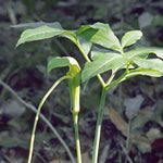 Arisaema dracontium | Green Dragon Arum | Dragonroot | 10_Seeds