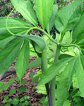 Arisaema dracontium | Green Dragon Arum | Dragonroot | 10_Seeds