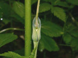Arisaema dracontium | Green Dragon Arum | Dragonroot | 10_Seeds