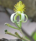 Grewia oppositifolia | 10_Seeds