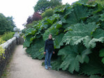 Gunnera peltata | Giant Rhubarb | 10_Seeds