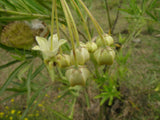 Gomphocarpus physocarpus | Balloon Plant | Cotton Bush | Hairy Balls | 20_Seeds