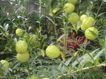 Gomphocarpus physocarpus | Balloon Plant | Cotton Bush | Hairy Balls | 20_Seeds