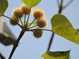 Haldina cordifolia | Kadam | Kadamba | 100_Seeds