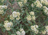 Asclepias hallii | Purple Silkweed | Halls milkweed | 5_Seeds