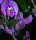 Hardenbergia comptoniana | 10_Seeds