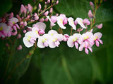 Hardenbergia violacea Rosea | Happy Wanderer | Pink Climbing Pea Vine | 5_Seeds