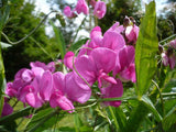 Hardenbergia violacea Rosea | Happy Wanderer | Pink Climbing Pea Vine | 5_Seeds