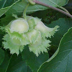 Corylus americana | American Hazelnut | 5_Seeds
