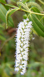 Hebe albicans White |  Veronica | 20_Seeds