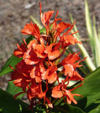 Hedychium deceptum | Rubrum | Red Butterfly Ginger | 5_Seeds