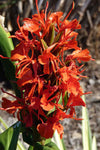 Hedychium deceptum | Rubrum | Red Butterfly Ginger | 5_Seeds