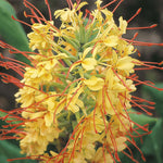 Hedychium gardnerianum | Himalayan & Kahili Ginger | Garland Lily | 10_Seeds