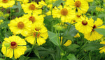 Helenium autumnale | Helens Flower | Common Sneezeweed | 100_Seeds