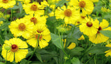 Helenium autumnale | Helens Flower | Common Sneezeweed | 100_Seeds