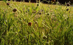 Helenium puberulum | Autumn Lollipop | Sneezeweed | 200_Seeds