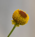 Helenium puberulum | Autumn Lollipop | Sneezeweed | 200_Seeds