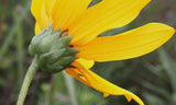 Helianthus pauciflorus | Stiff Prairie Showy Sunflower | 20_Seeds
