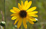Helianthus pauciflorus | Stiff Prairie Showy Sunflower | 20_Seeds