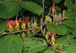 Helicteres isora | Indian Screw Tree | 20_Seeds