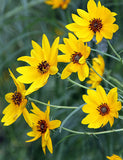 Helianthus salicifolius | Willowleaf Sunflower | 50_Seeds