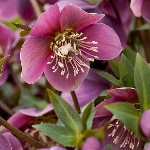 Helleborus purpurascens | Purple Hellebore | Christmas Rose | 5_Seeds