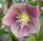 Helleborus purpurascens | Purple Hellebore | Christmas Rose | 5_Seeds