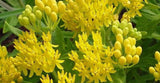 Asclepias tuberosa Hello Yellow | 10_Seeds