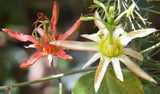 Passiflora herbertiana | 10_Seeds