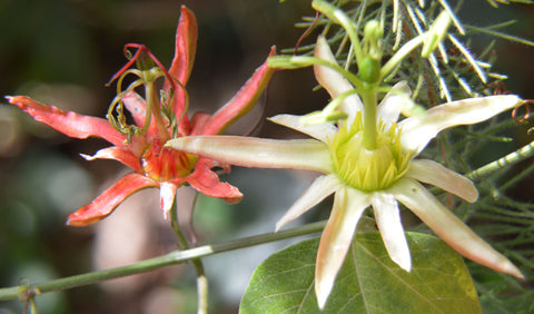 Passiflora herbertiana | 10_Seeds