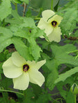 Hibiscus aculeatus | Comfort root | Pineland hibiscus | 10_seeds