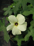 Hibiscus aculeatus | Comfort root | Pineland hibiscus | 10_seeds