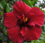 Hibiscus cannabinus Ruby Red | 10_Seeds