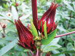 Hibiscus cannabinus Ruby Red | 10_Seeds